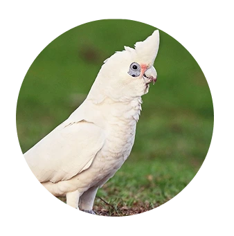 Cacatua Sanguínea