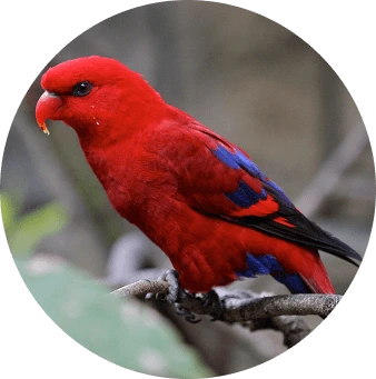 Loris Borneo