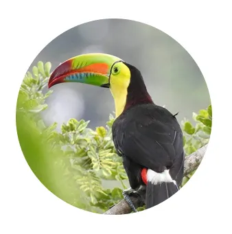 Tucano Bico Arco Íris